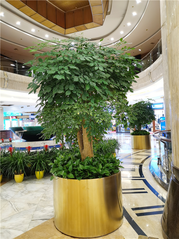 商场植物